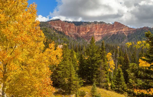 Картинка осень, горы, скалы, ёлки, жёлтые листья