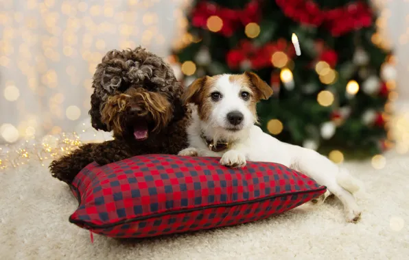 Картинка собаки, взгляд, огни, поза, вместе, собака, Рождество, пара, Новый год, подушка, мех, коврик, ёлка, гирлянда, …