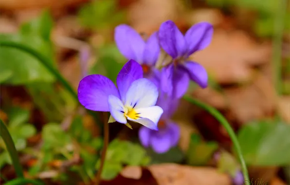 Картинка Flowers, Фиолетовые цветы, Purple flowers