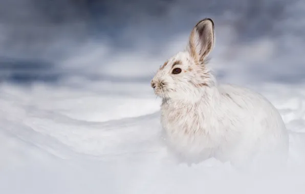 Картинка зима, снег, природа, заяц, сугробы, профиль, беляк
