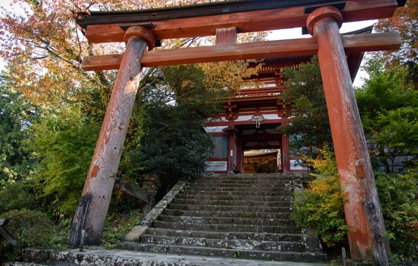 Картинка Природа, Япония, Лестница, Ворота, Храм, Тории