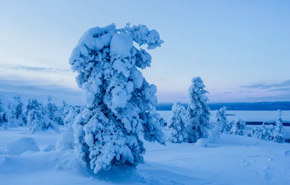 Картинка зима, снег, деревья, пейзаж, природа, ели