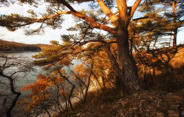 Картинка море, осень, деревья, пейзаж, природа, берег, Приморье, Safuanova Alfia