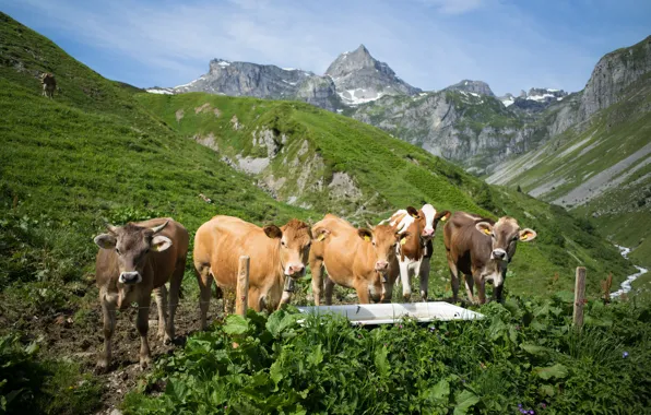Картинка горы, Швейцария, коровы, Альпы