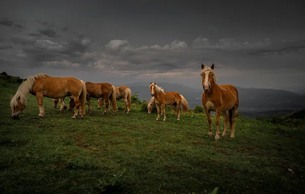 Картинка поле, небо, облака, пасмурно, холмы, кони, вечер, склон, лошади, пастбище, табун, пасутся, стадо коней