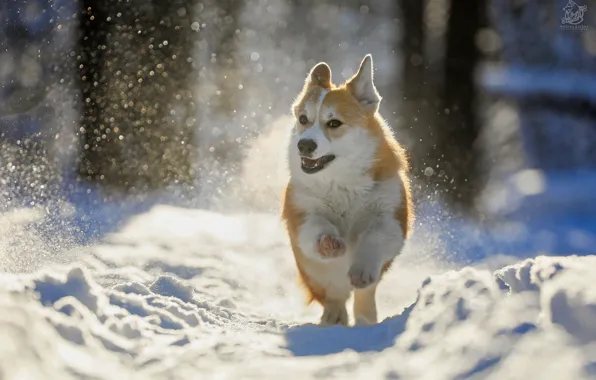 Картинка зима, снег, природа, животное, собака, пёс, боке, корги, Андрей Ершов