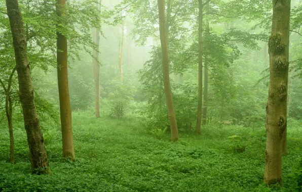 Картинка зелень, трава, туман, фото, ствол