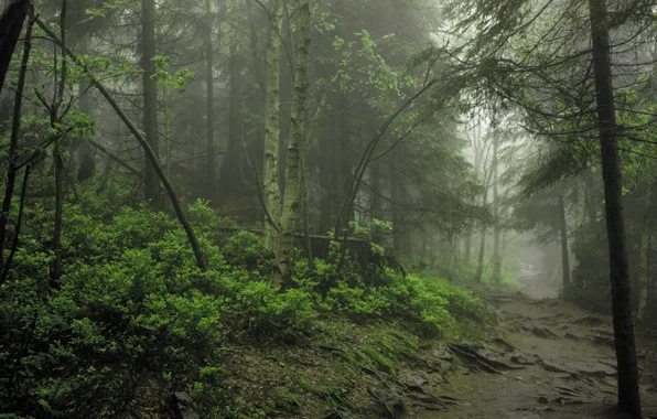 Картинка лес, деревья, природа, туман, тропинка