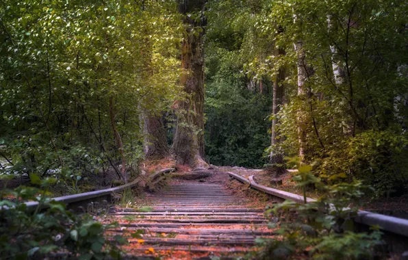 Картинка лес, дерево, железная дорога