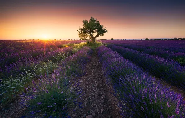 Картинка sunset, France, Valensole, Alpes-de-Haute-Provence, Provence-Alpes-Cote d'Azur