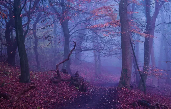 Картинка осень, лес, деревья, природа, туман, пенек, тропинка
