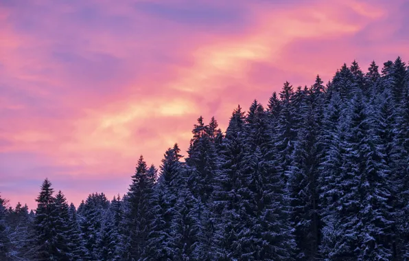 Картинка зима, лес, небо, облака, снег, деревья, закат, природа, ели
