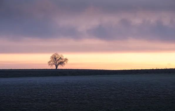 Картинка поле, закат, дерево, минимализм