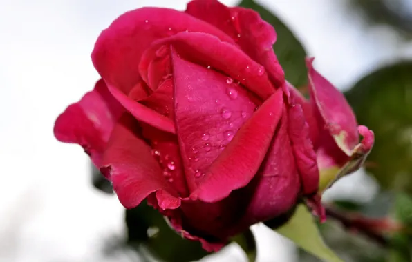 Картинка цветок, крупный план, красный, роза, бутон, red, rose, flower, close-up, капли воды, water drops, флора, …
