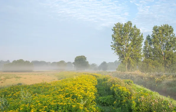 Картинка поле, лето, небо, облака, деревья, цветы, туман, голубое, берег, утро, желтые, луг, простор, канал, дымка, …