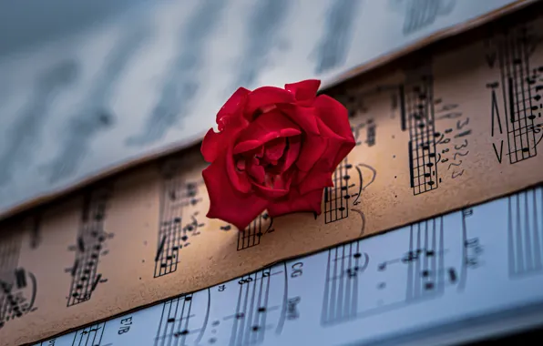 Картинка цветок, ноты, музыка, роза, красная, боке