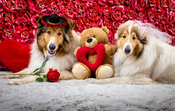 Картинка собаки, взгляд, морда, цветы, поза, праздник, игрушка, сердце, розы, собака, шляпа, медведь, мишка, пара, фата, …