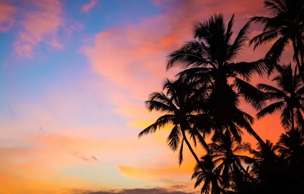 Картинка небо, закат, пальмы, Sri Lanka, Шри-Ланка