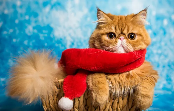 Картинка кошка, кот, взгляд, морда, красный, поза, праздник, портрет, лапы, пушистый, шарф, рыжий, перс, Рождество, хвост, …