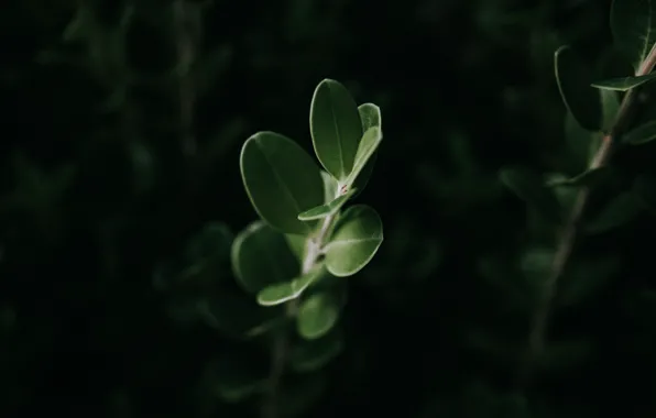 Картинка листья, макро, растение, зелёный