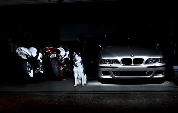Картинка BMW, Dog, E39, M5, Motocycles