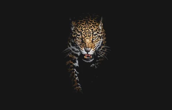 Картинка leopard, black background, big cats