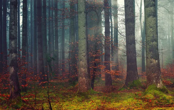 Картинка осень, лес, деревья, ветки, туман, стволы, листва, утро