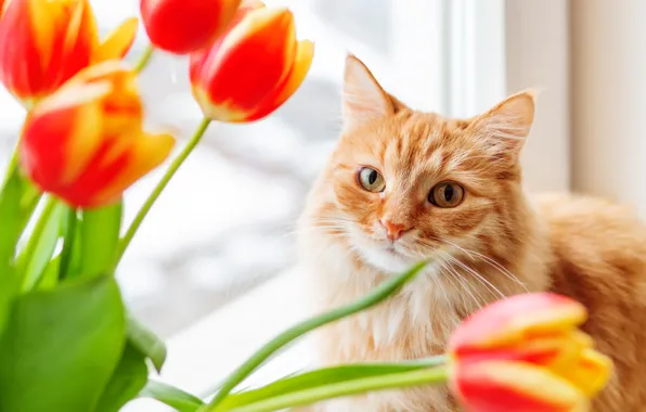 Картинка кошка, кот, морда, цветы, портрет, букет, весна, окно, тюльпаны, красные