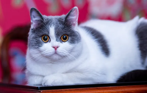 Картинка кошка, кот, взгляд, котенок, стол, лежит, мордашка, серый с белым