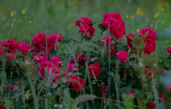 Картинка розы, сад, розовый куст