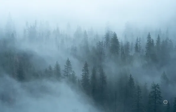 Картинка лес, деревья, природа, туман