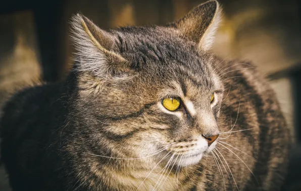 Картинка кошка, кот, взгляд, морда, поза, серый, фон, портрет, профиль, полосатый, красавчик, желтые глаза