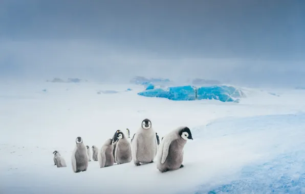 Картинка зима, небо, снег, птицы, природа, туман, лёд, стая, пингвины, ледник, холм, льды, сугробы, дымка, пингвин, …