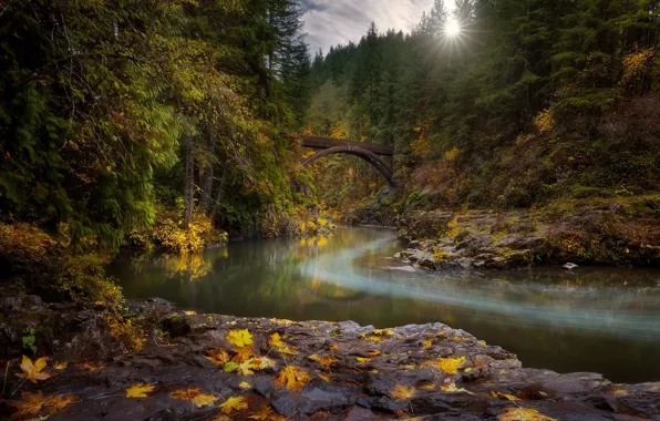 Картинка осень, лес, солнце, лучи, деревья, пейзаж, природа, река, камни, листва, ели, мостик, Doug Shearer