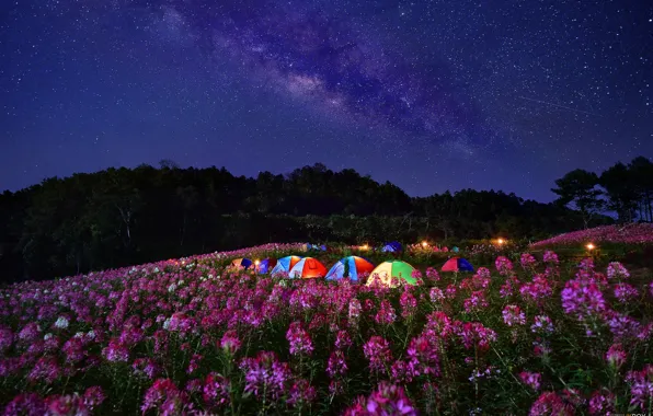Картинка цветы, ночь, луг, палатки