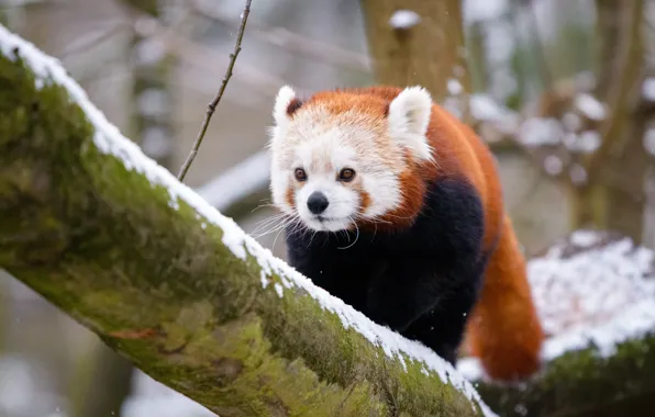 Картинка зима, взгляд, снег, ветки, природа, фон, дерево, красная панда, мордашка, крадется, красавец, боке, малая панда