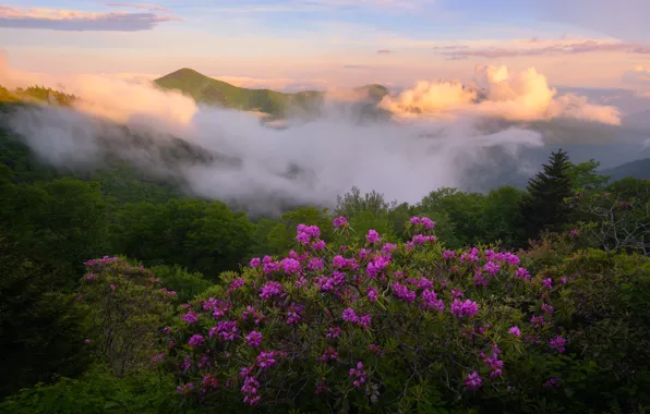 Картинка цветы, туман, холмы, рододендроны