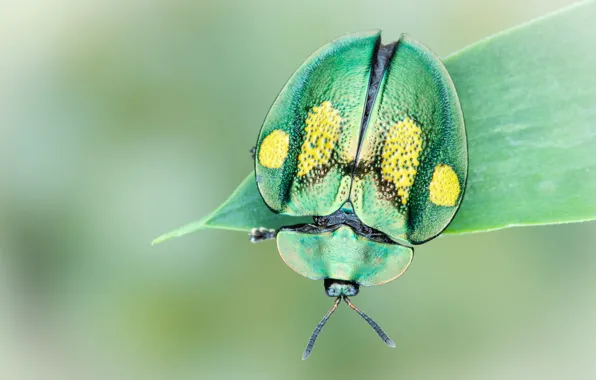 Картинка макро, зеленый, фон, круглый, листок, жук, насекомое
