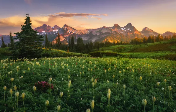Картинка деревья, пейзаж, закат, горы, природа, США, травы, луга, заповедник, Национальный парк, Mount Rainier, Маунт-Рейнир