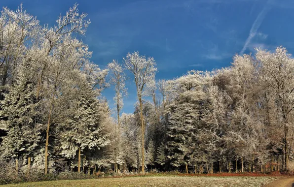 Картинка зима, иней, деревья, пейзаж, природа, красота