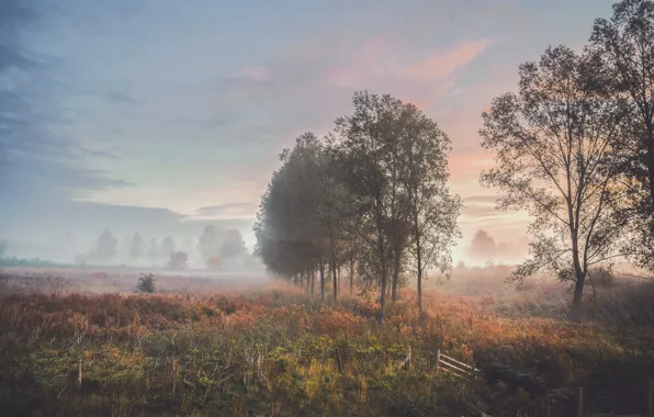 Картинка поле, осень, деревья, туман, утро
