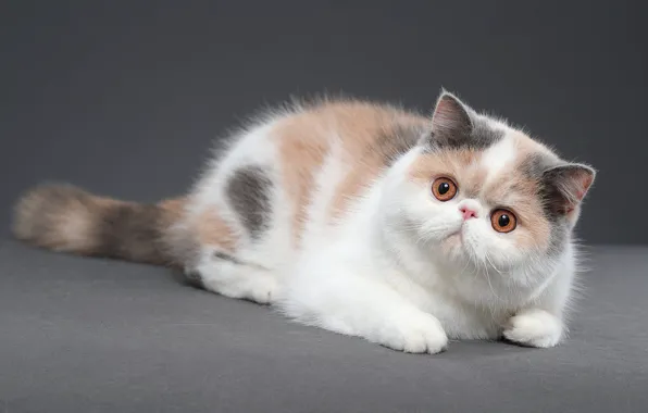 Картинка кошка, взгляд, котенок, мордашка, пятнистый, фотостудия, экзот