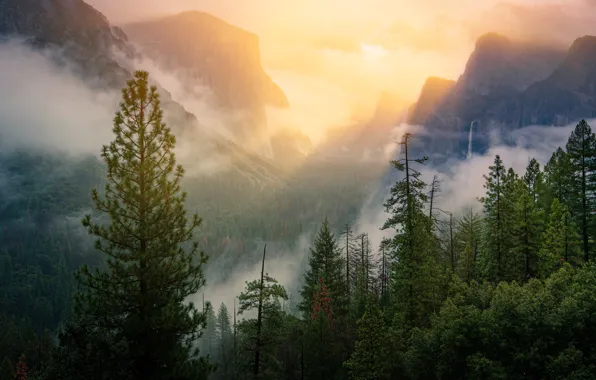 Картинка лес, лучи, свет, деревья, горы, туман, скалы, склоны, вершины, вид, высота, утро, ели, сосны, США, …