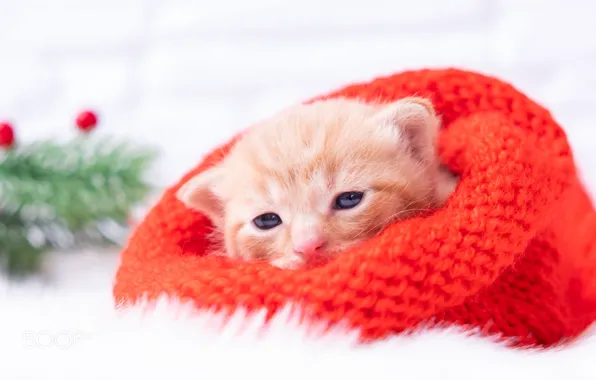 Картинка кошка, ветки, котенок, шапка, малыш, рыжий, мордочка, Рождество, белый фон, Новый год, лежит, мех, хвоя, …