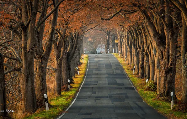 Картинка дорога, осень, лес, деревья, парк, Германия, аллея, Puddemin