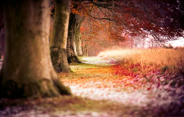 Картинка поле, осень, лес, деревья