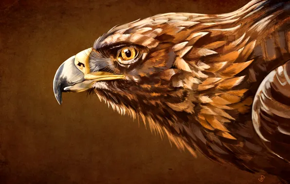 Картинка клюв, Птица, Орел, Aquila, голова орла