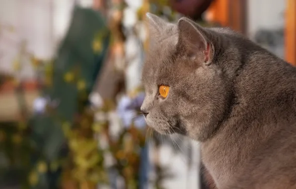 Картинка кот, взгляд, портрет, мордочка, профиль, боке, котейка, Британская короткошёрстная кошка