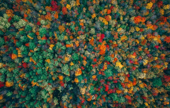 Картинка осень, лес, деревья, краски