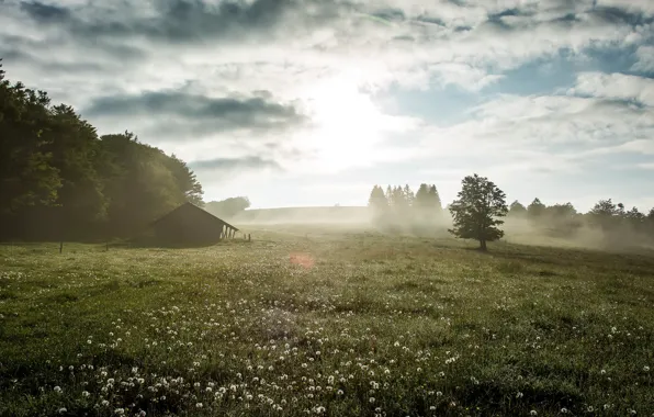 Картинка поле, лето, туман, утро